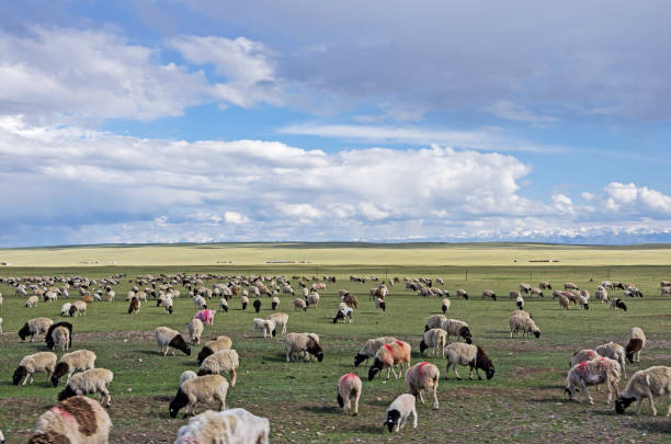 istock Sheeps in a meadow in the mountains 1027938234