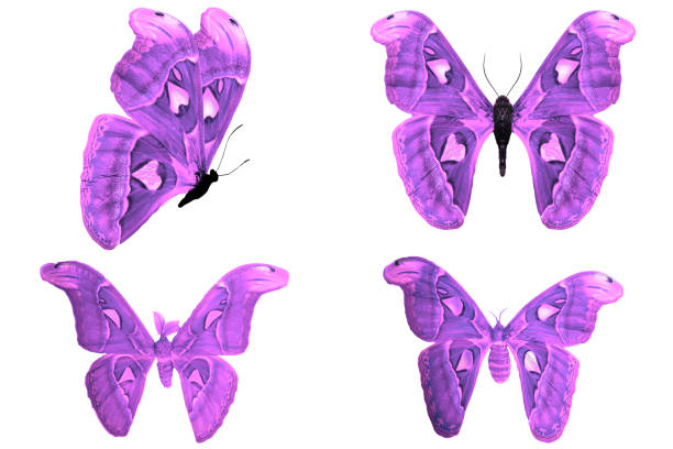 istock three multicolored tropical butterflies isolated on white background 1027941272