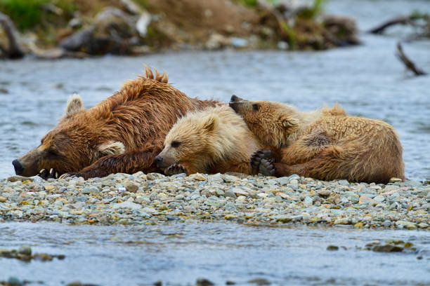 istock Mother Brown bear and two cubs resting after chasing salmon 1027941440