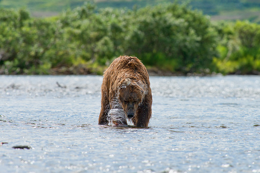 mother brown bear with salmon she caught