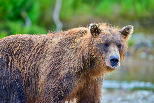 istock brown bear with red salmon on fur 1027946052
