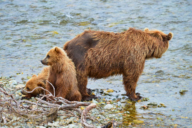 istock mother brown bear and cubs resting on shore 1027946166