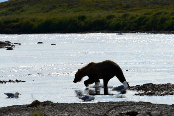 istock silhouette of brown bear 1027946174