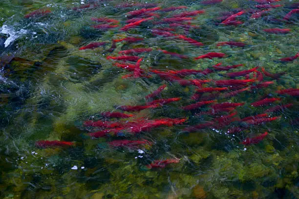 sockeye salmon swimming upstream