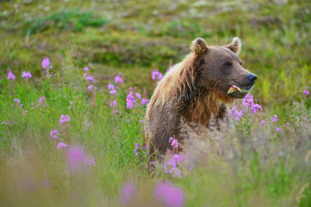 istock brown bear eating salmon in field 1027948288