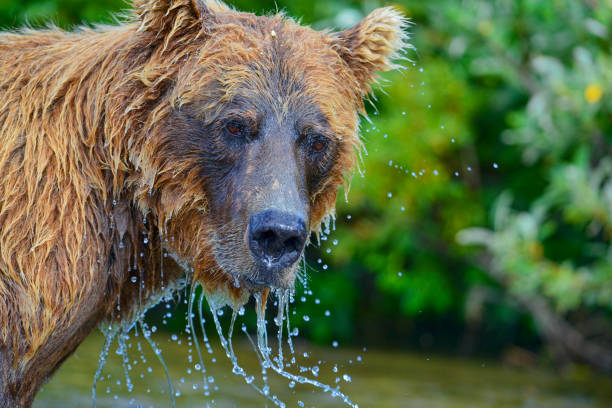 istock water coming off face after trying catch salmon 1027948408