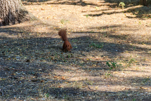 istock Red squirrel or Eurasian red squirrel (Sciurus vulgaris) in park 1027948622