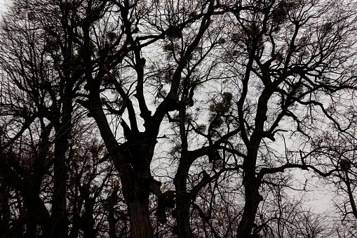 Bare trees in forest at bad cloudy weather