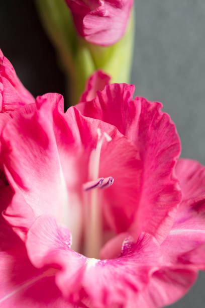 Background of pink Gladiolus flowers, macro, close up, vertical composition
