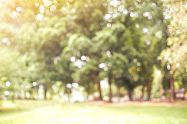 istock Blurred autumn nature outdoor background, Blur fall green park background 1027951212