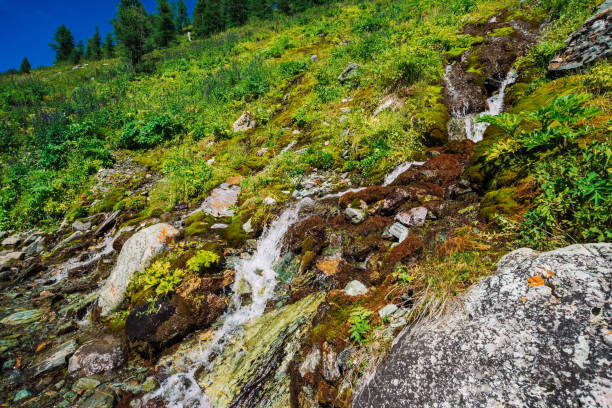 jet en cascade de la petite chute d’eau de roche avec une végétation luxuriante. végétation colorée sur la pente de la montagne. printemps eau vive coule en bas flanc de la montagne parmi les mousses et lichens. étonnante nature majestueuse. - waterfall rock mountain bright photos et images de collection