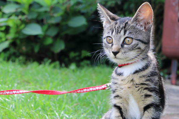 istock West European short hair kitten 1027953752