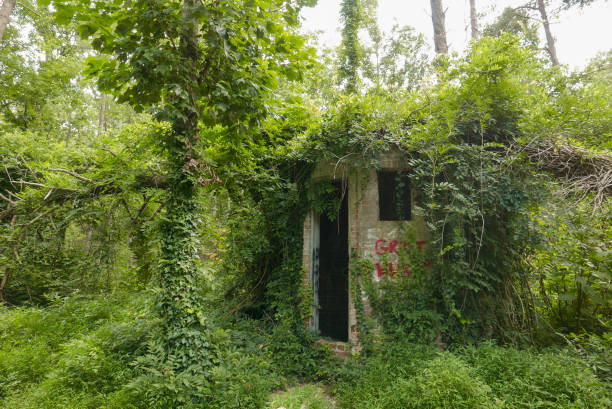 istock Abandoned house overgrown by forest 1027953812