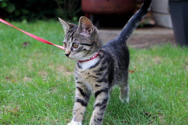 istock West European short hair kitten 1027953814