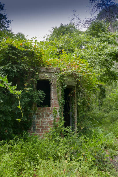 istock Abandoned house overgrown by forest 1027953900