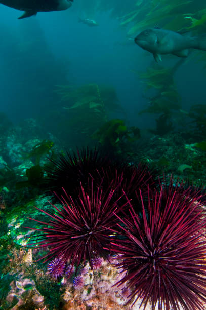 アナパカ諸島, カリフォルニア州の近くの海底の風景 - green sea urchin 写真 ストックフォトと画像