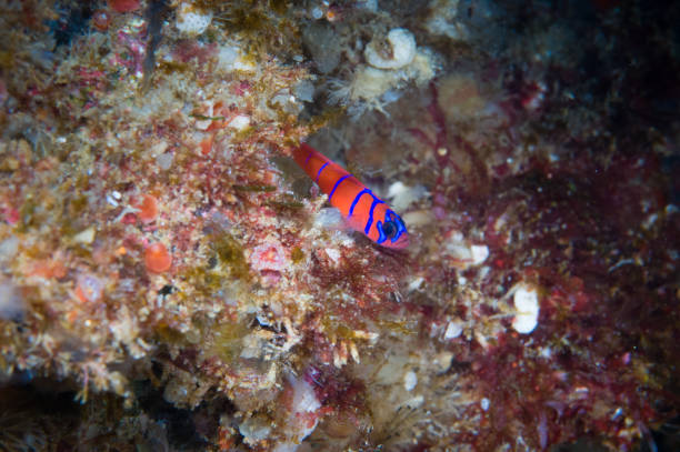 Catalina Goby aka Bluebanded Goby (Lythrypnus dalli)