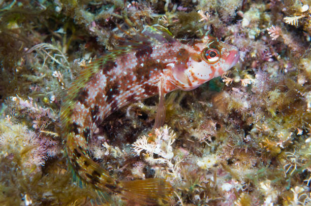 istock Fish camouflaged off Catalina island, California 1027958708