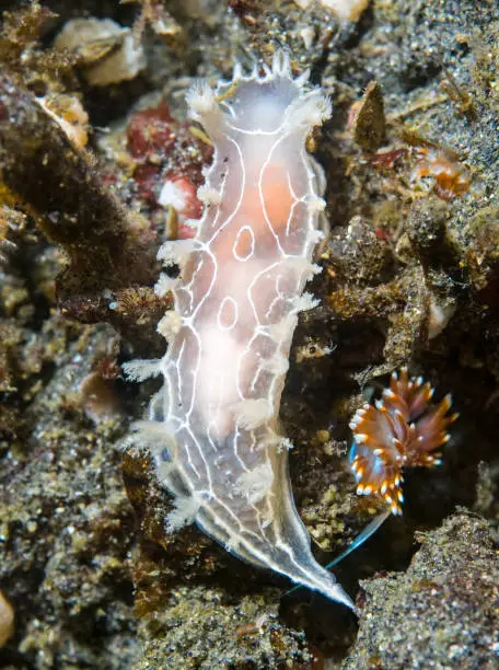 Photo of Tritonia festiva nudibranch off Anacapa Island, California