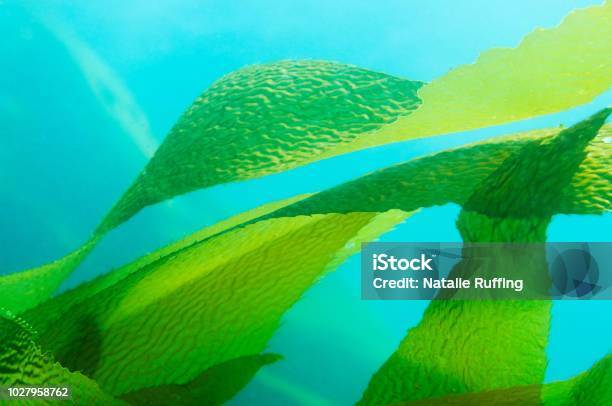 Giant Kelp Fronds Leaves In Blue Ocean Stock Photo - Download Image Now