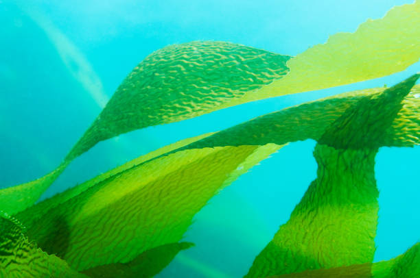 giant kelp (macrocystis pyrifera) fronds / leaves in blue ocean - algae imagens e fotografias de stock