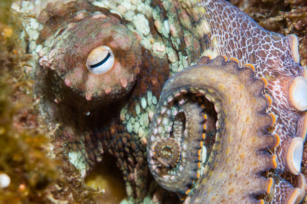 istock Octopus close-up in Pacific Ocean off California 1027960432