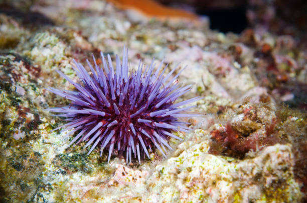 紫ウニ (エゾバフンウニ purpuratus) 太平洋で - green sea urchin 写真 ストックフォトと画像