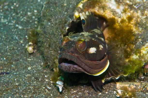 istock Sarcastic fringehead (Neoclinus blanchardi) off Channel Islands, California 1027963148