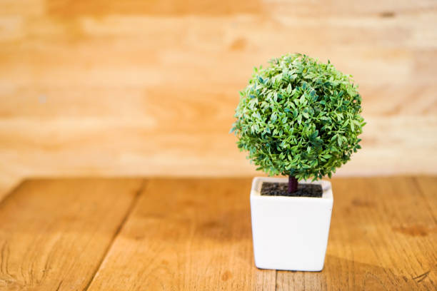 A small tree in a white vase on table.