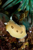 diaulula-sandiegensis-aus-santa-cruz-kan