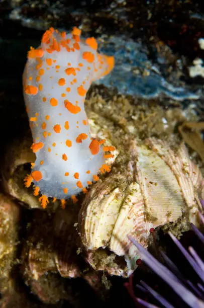 Photo of Triopha catalinae (Catalina triopha) (aka clown nudibranch) in Pacific Ocean