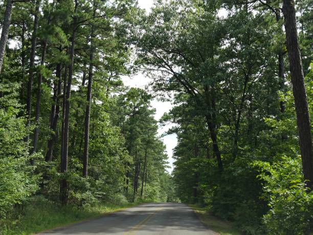 istock Scenic road with tall trees 1027966288