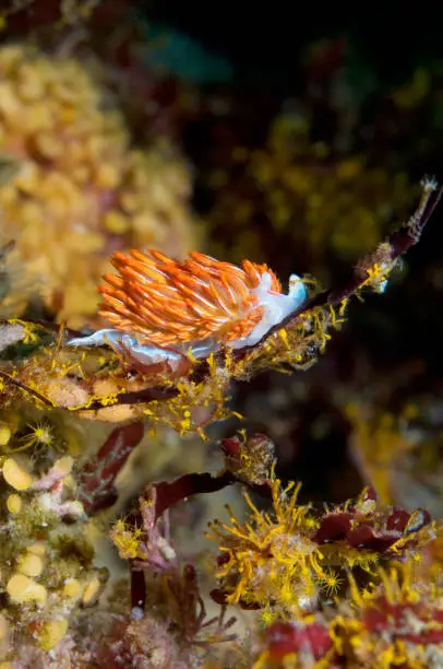 Photo of Hermissenda crassicornis Nudibranch in Pacific Ocean