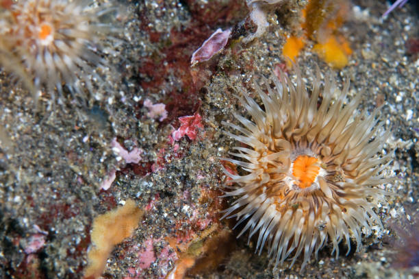 istock Sea Anemone in Pacific Ocean 1027985066