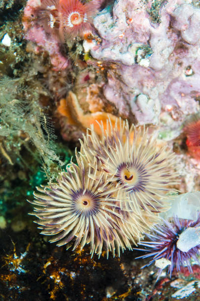 istock Spirobranchus giganteus commonly known as Christmas tree worms 1027985130