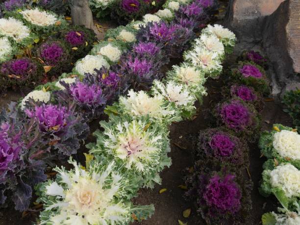 istock Beautiful plants and flowers 1027994080
