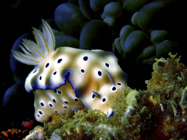 istock Sea slug in Borneo, Sabah 1027996682