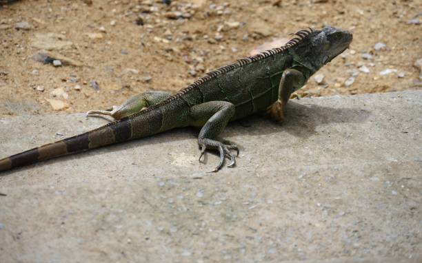 istock Photos of Iguanas 1028002292