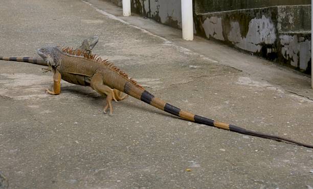 istock Photos of Iguanas 1028002380