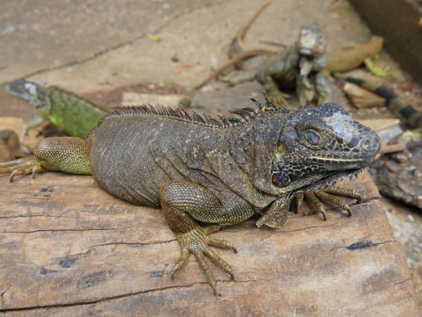 istock Photos of Iguanas 1028002522
