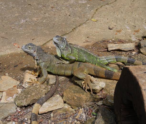 istock Photos of Iguanas 1028002528