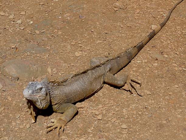 istock Photos of Iguanas 1028002570