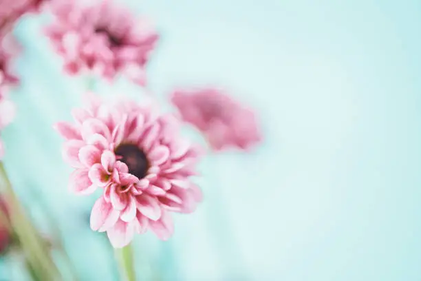 Photo of Tiny pink chrysanthemums against blue background