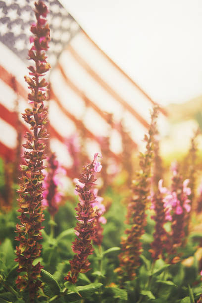 istock American flag in nature with warm sunlight 1028005938