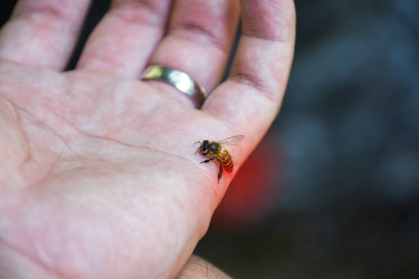 close up of the honey bee stinging attack in the human hand. - stinging imagens e fotografias de stock