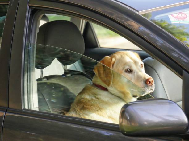 istock Dog in a car 1028012314