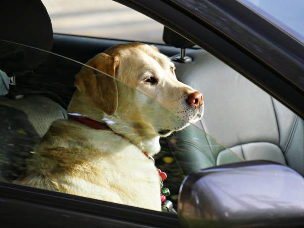 istock Dog in a car 1028012328