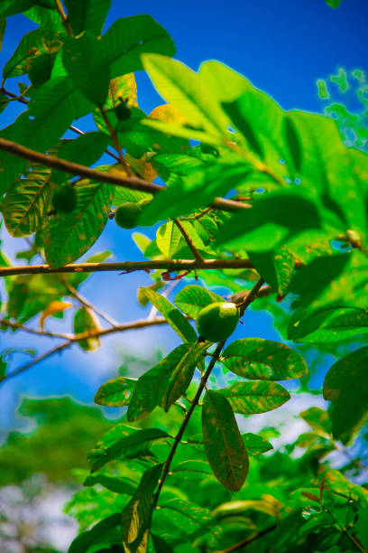 istock Kopi Luwak, the Most Expensive Coffee in the World 1028014666