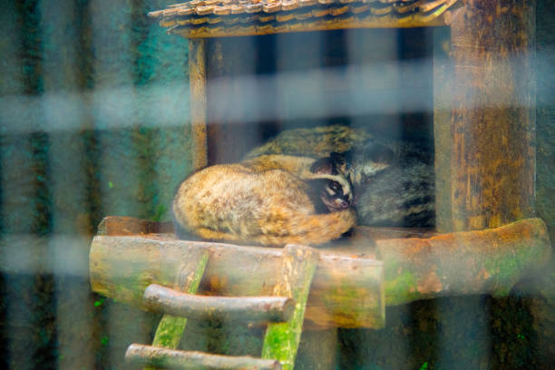 istock Kopi Luwak, the Most Expensive Coffee in the World 1028014706