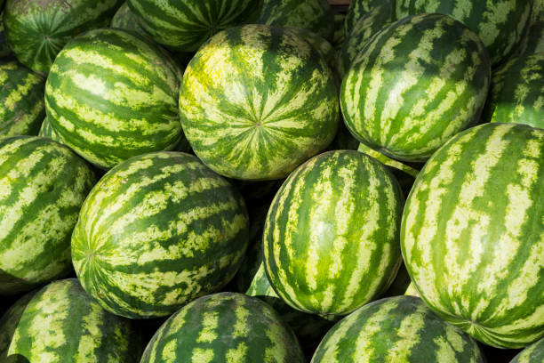 istock Watermelon as abundance harvest symbol 1028015282